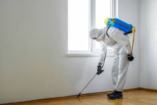 Wasp Removal Services in Fort Mohave, AZ