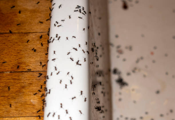 Best Pest Removal Services  in Fort Mohave, AZ
