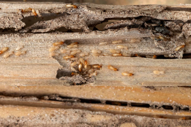 Best Wasp Removal Services  in Fort Mohave, AZ
