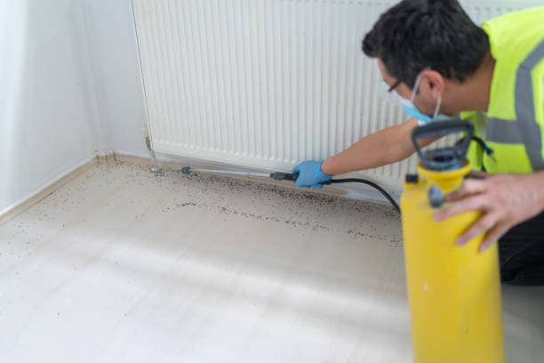 Best Termite Control Services  in Fort Mohave, AZ